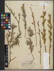 Foto von Salix purpurea L. x Salix viminalis L.